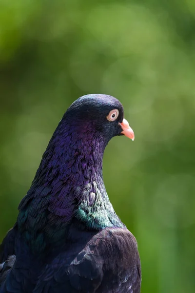 Nahaufnahme Eines Schwarzen Taubenvogels Auf Verschwommenem Hintergrund — Stockfoto