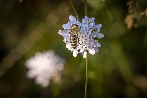 Макро Снимок Пчелы Цветущем Цветке — стоковое фото