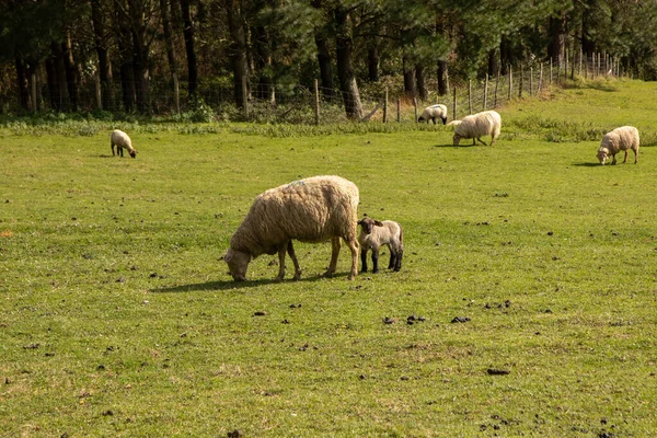 晴れた日の畑での羊の放牧の美しい景色 — ストック写真