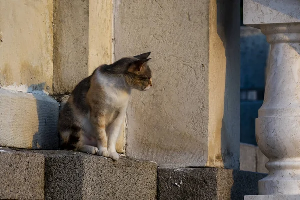 Primer Plano Pequeño Gato Peludo Multicolor Sentado Esquina Las Paredes — Foto de Stock