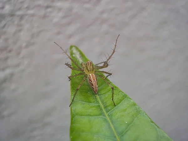 Primer Plano Insecto Verde Sobre Una Enorme Hoja — Foto de Stock