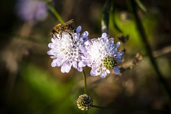 Una Macro Toma Una Abeja Una Flor — Foto de Stock