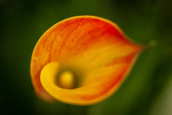 Selektiver Fokus Einer Hellen Calla Blume — Stockfoto