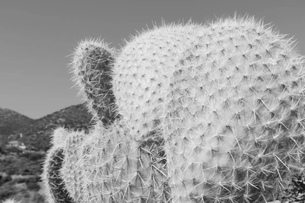 Közelkép Egy Mammillaria Kaktusznövényről — Stock Fotó