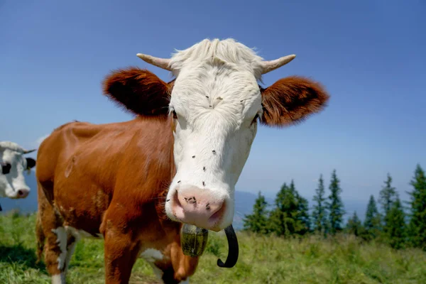 Primer Plano Una Vaca Morena Con Una Cara Blanca Mirando — Foto de Stock