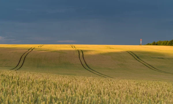 Пейзаж Пшеничного Поля Голубым Небом — стоковое фото