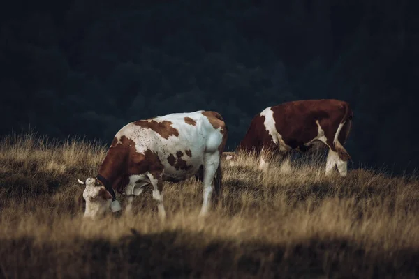 Ein Großes Feld Mit Kühen Einem Bewölkten Tag — Stockfoto