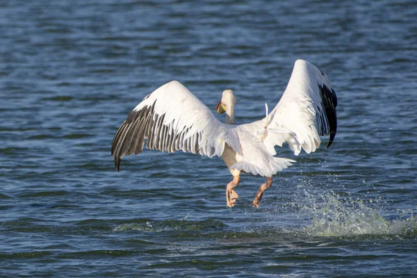 Пеликан Летящий Над Водой — стоковое фото