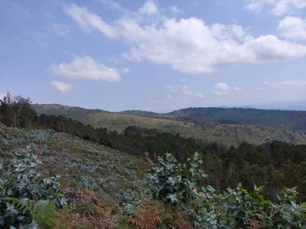 Blick Auf Berge Und Dichten Wald Unter Blauem Himmel Mit — Stockfoto