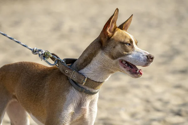 ぼやけた背景に襟付きのカロライナの犬の閉鎖 — ストック写真