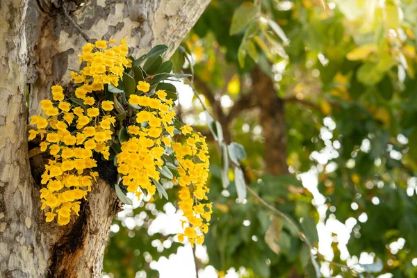 Uma Bela Flor Amarelo Dendrobium Lindleyi Steud Árvore — Fotografia de Stock