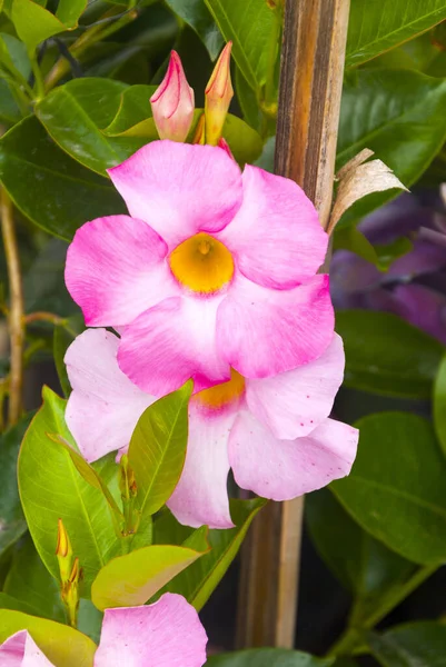 Disparo Vertical Hermosas Flores Trompeta Roca Rosa — Foto de Stock