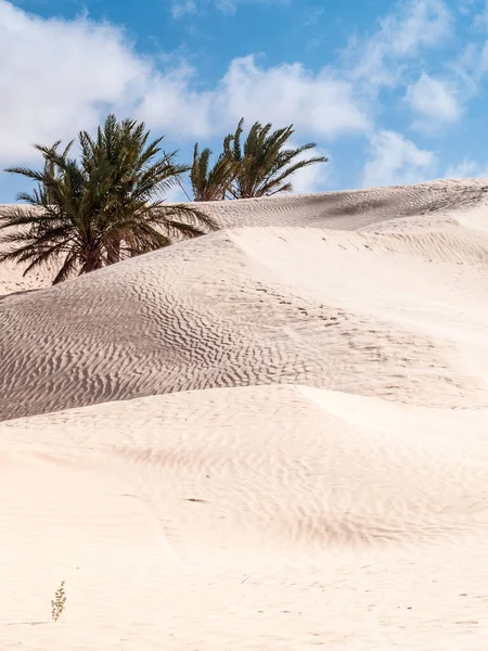 Plano Vertical Del Desierto Con Palmeras Douz Túnez — Foto de Stock