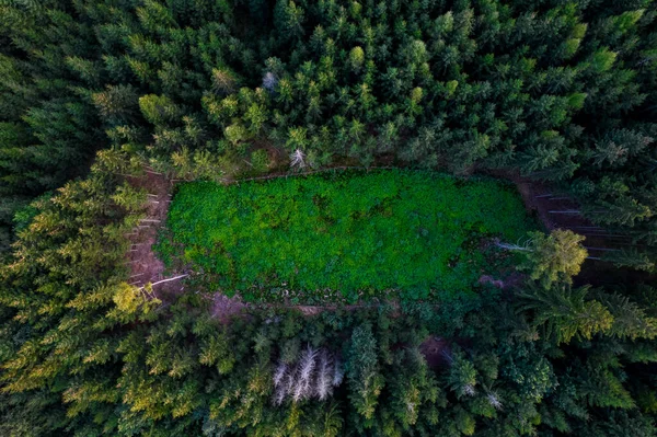 Uma Vista Aérea Uma Bela Floresta Verde Com Árvores Coníferas — Fotografia de Stock