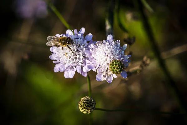 Makroaufnahme Einer Biene Auf Einer Blühenden Blume — Stockfoto