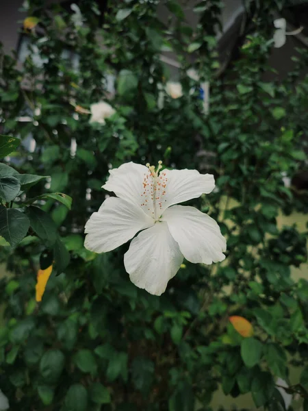 Ένα Κάθετο Πλάνο Από Ένα Λευκό Λουλούδι Hibiscus Ένα Θολό — Φωτογραφία Αρχείου