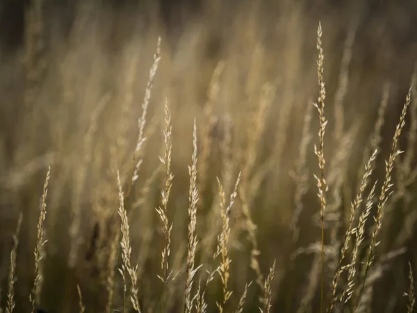 Bir Tarladaki Buğday Kulaklarının Yakın Plan Çekimi — Stok fotoğraf