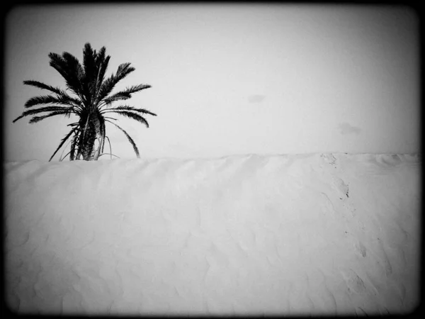 Šedivý Záběr Palmy Poušti Douz Tunisko — Stock fotografie