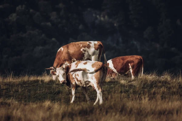 Большое Поле Коровами Облачный День — стоковое фото