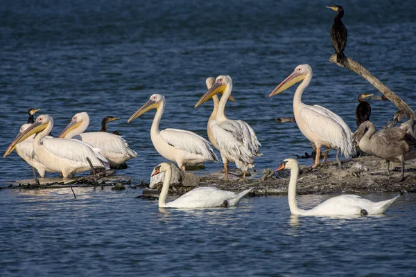 Grupp Svarta Knull Pelikaner Och Svanar Vid Sjön — Stockfoto