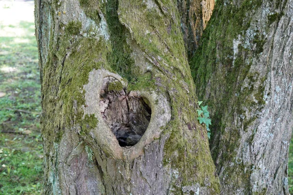 Gros Plan Tronc Arbre Verdoyant Épais Avec Gros Trou Dans — Photo