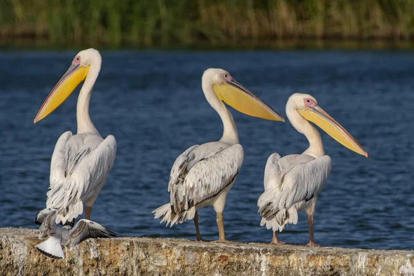 湖のそばの岩の上に3人のペリカンが — ストック写真