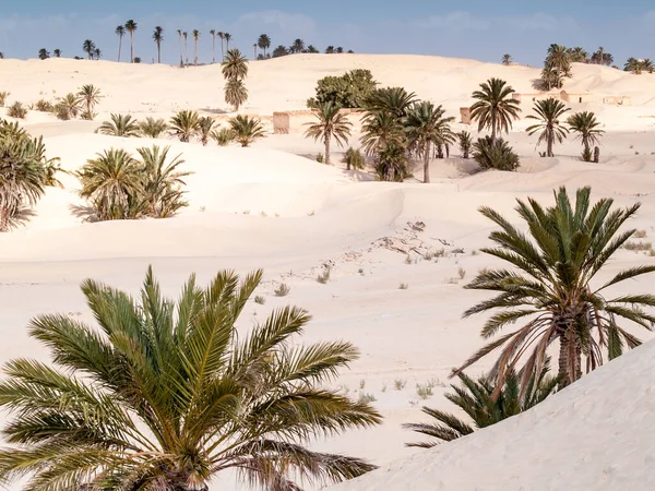 Beautiful Landscape Desert Palms Douz Tunisia — Stock Photo, Image