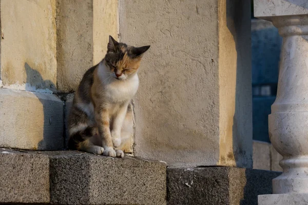 가장자리에 색깔의 고양이의 — 스톡 사진