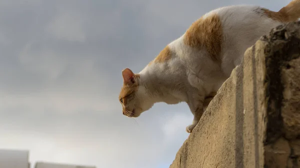 Tiro Perto Gato Pulando Uma Pedra — Fotografia de Stock