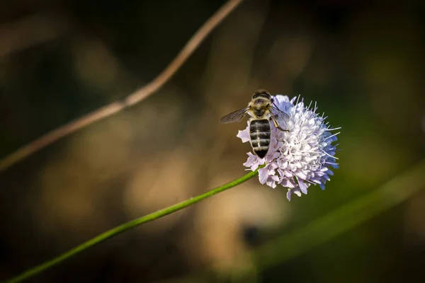 Макро Снимок Пчелы Цветке — стоковое фото