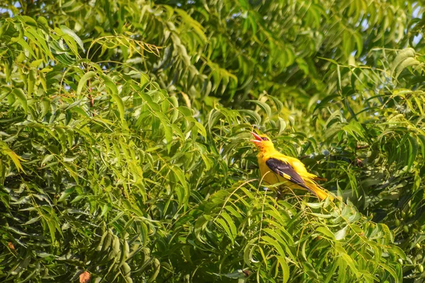 Prachtige Gele Euraziatische Gouden Oriole Met Zwarte Vleugels Een Boomtak — Stockfoto