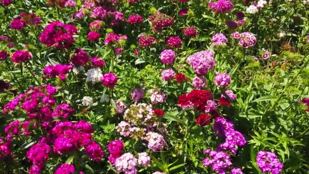 Piękny Ogród Kwiatowy Parku — Wideo stockowe