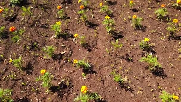 Planta Verde Crescendo Jardim — Vídeo de Stock