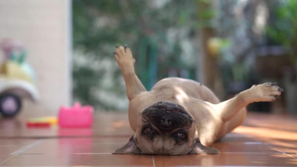 庭の可愛い犬 — ストック動画