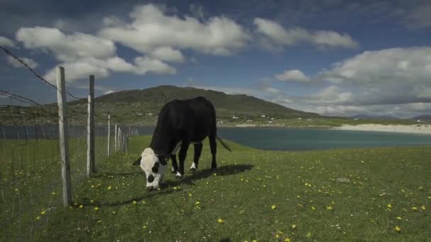 Eine Herde Pferde Die Wasser Weidet — Stockvideo