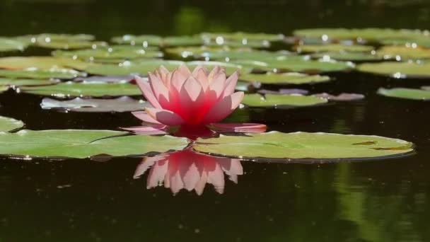 Frumoasa Floare Lotus Iaz — Videoclip de stoc
