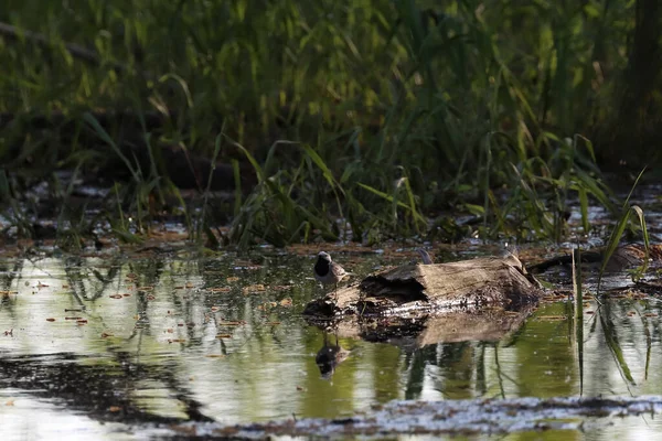 Маленькая Милая Птичка Стоящая Бревне Озере Окружении Пышной Зелени Болотах — стоковое фото
