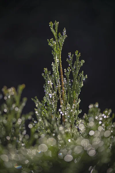 Eine Vertikale Aufnahme Von Wassertropfen Auf Grünen Blättern Vor Schwarzem — Stockfoto