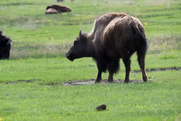 Une Prise Vue Sélective Bison Broutant Sur Terrain — Photo