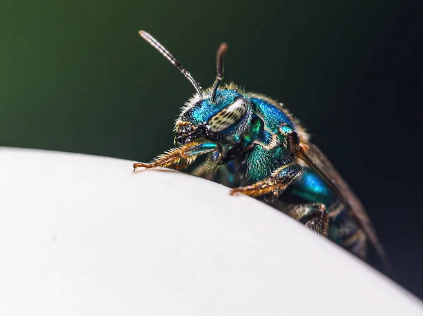 Selektywne Ujęcie Pszczoły Euglossa Siedzącej Białej Powierzchni — Zdjęcie stockowe