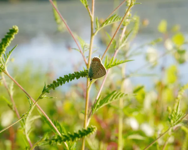 在阳光下的田野里 一只美丽的蝴蝶站在一棵绿色的植物上的特写镜头 — 图库照片