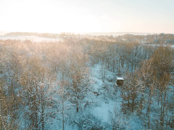 雪の森と黄金の夕日の光 — ストック写真