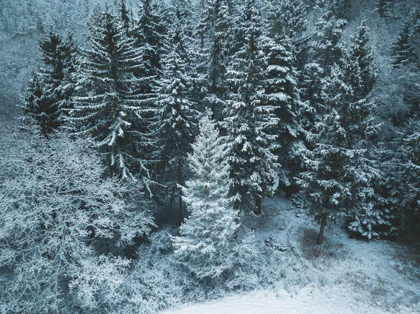 Flygfoto Snöig Skog Vintern — Stockfoto