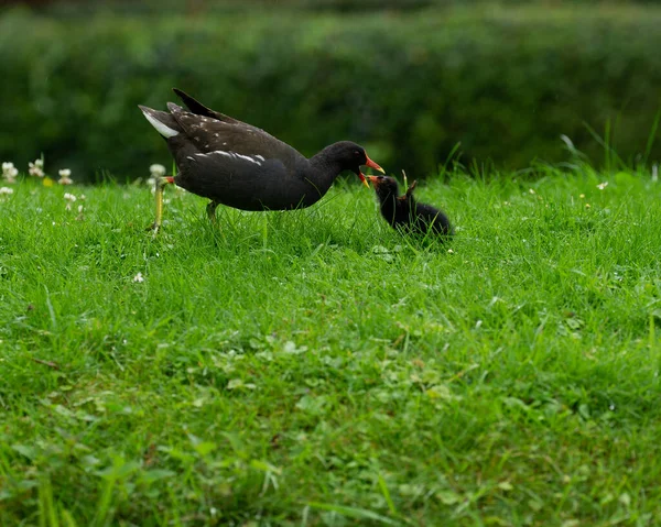 Close Tiro Natural Uma Bela Mãe Moorhen Alimentando Seu Próprio — Fotografia de Stock