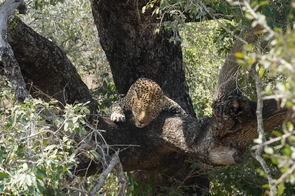 Natural View Leopard Resting Tree — Stok Foto