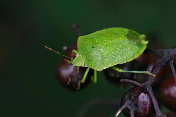 Close Adulto Verde Sul Shieldbug Nezara Virudula Sentado Bagas Elder — Fotografia de Stock