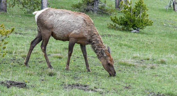 Scenic Shot Young Elk Side Grazing Meadow — Stock Photo, Image