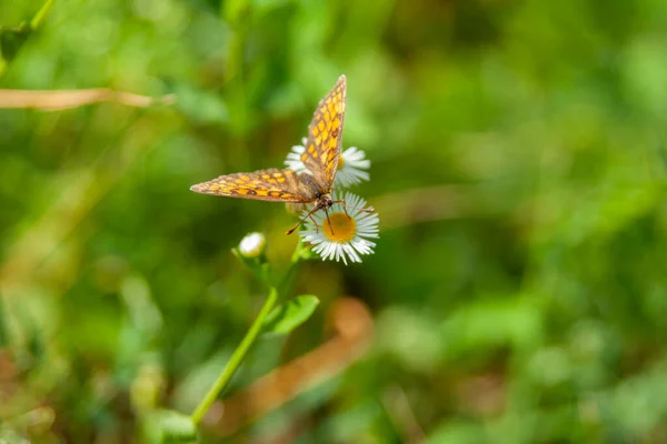 Nahaufnahme Eines Schönen Schmetterlings Mit Offenen Perücken Auf Einer Weißen — Stockfoto