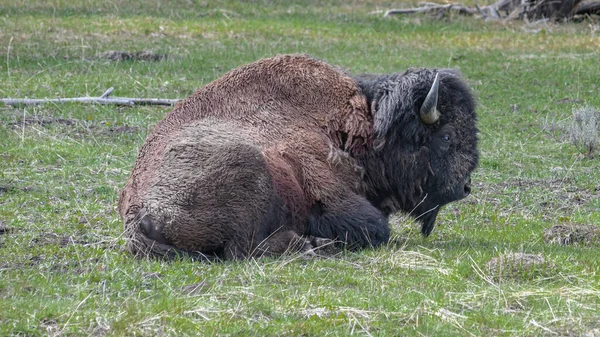 Belo Tiro Bisonte Crescido Que Coloca Grama Campo — Fotografia de Stock