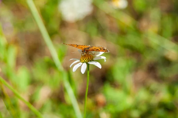 Gros Plan Beau Papillon Sur Une Petite Camomille Blanche — Photo